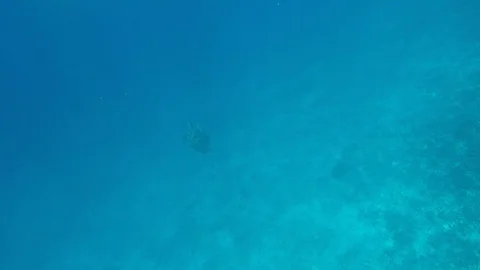 Manta rays swimming under the ocean in natural Stockbeeldmateriaal 109536736