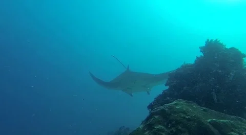 Manta rays swimming under the ocean in natural Stock Footage
