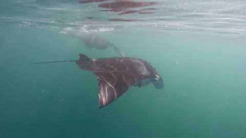 Manta rays swimming underwater Stock Footage 116442904