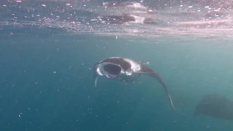 Manta rays swimming underwater Stock Footage 116503355