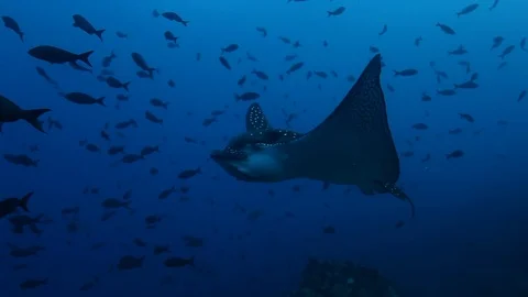 Manta rays swims on background of seabed in Pacific ocean. 스톡 동영상 118802342