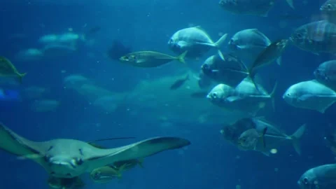 Manta rays swims with school of fish, close up Stock Footage 168888430