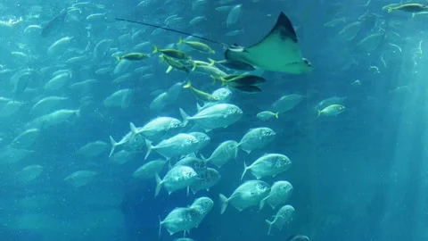 Manta rays swims through large school of fish Video stock 168886897