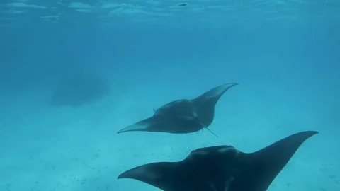 Manta rays in tahiti in Polynesia Stock Footage 79943641