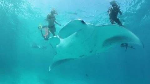 Manta rays turning left and right Vídeo Stock 48037194