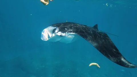 Manta Rays Underwater Slowmotion 4k Stock Footage 103469208