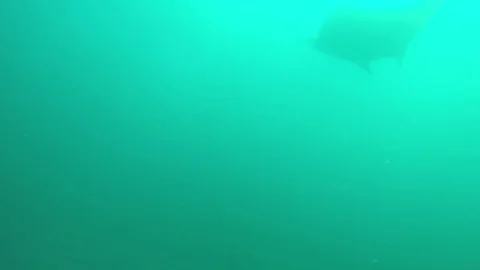 Manta Rays Upclose Video stock 82514647