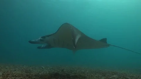 Manta side with close wing/fin Video stock 81080004