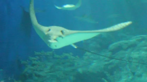 Manta Underwater world Stock Footage 12717177