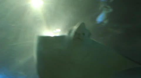 Manta. Underwater world Stock Footage 12721501