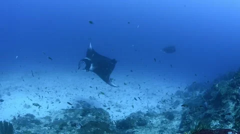 Manta Upclose Cleaning Pass Side Video stock 66694091