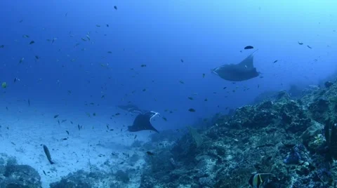 Manta Upclose Side View Stock Footage 66694060