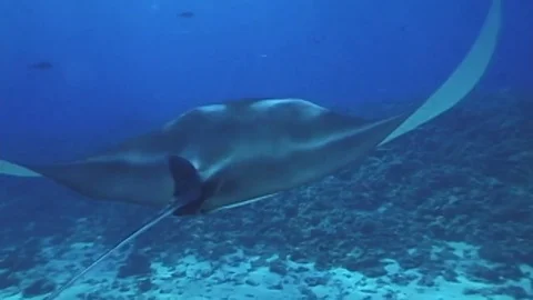 Manta2 Video stock 80544567