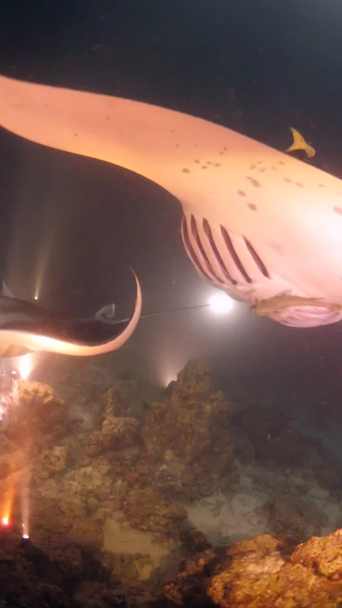 Mantas During a Night Dive Stock Footage 303369089