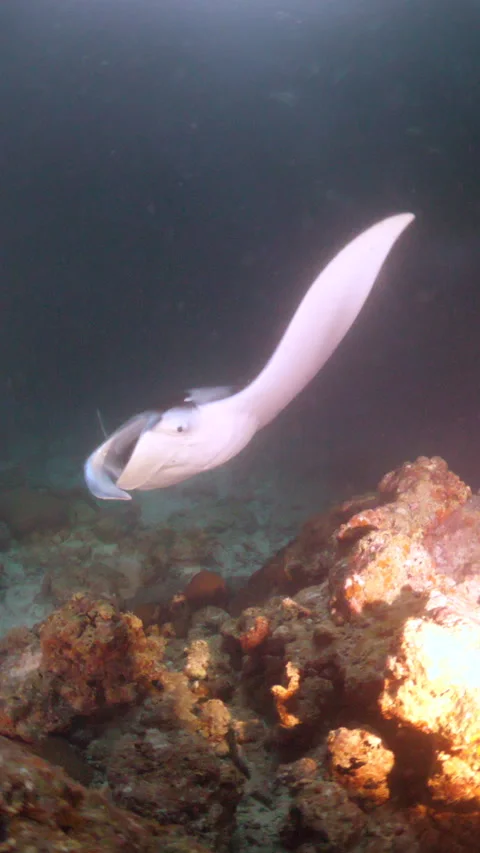 Mantas During a Night Dive Stock Footage 303369091