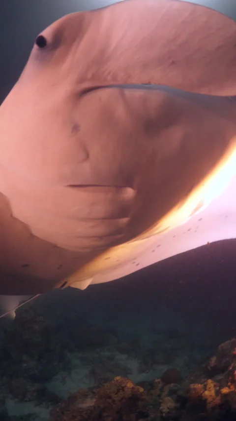Mantas During a Night Dive Stock Footage 303369118