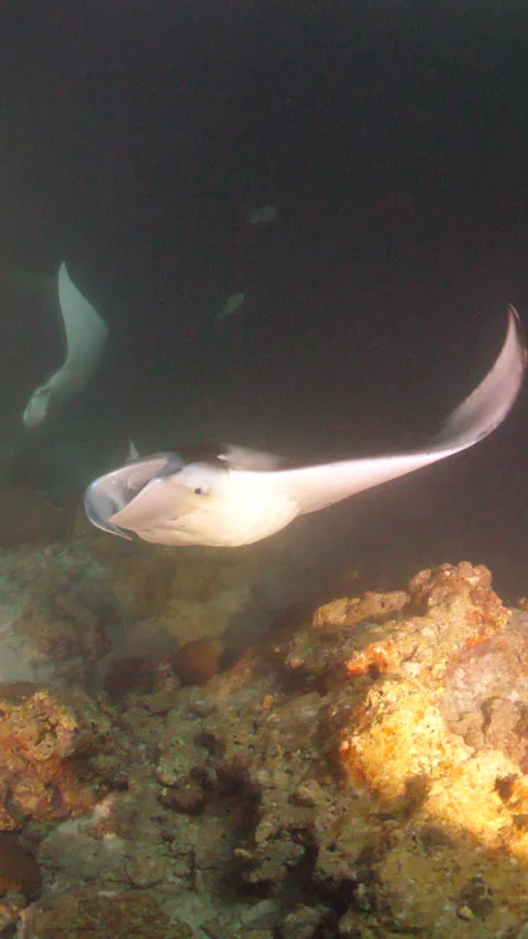 Mantas During a Night Dive Stock Footage 303369985