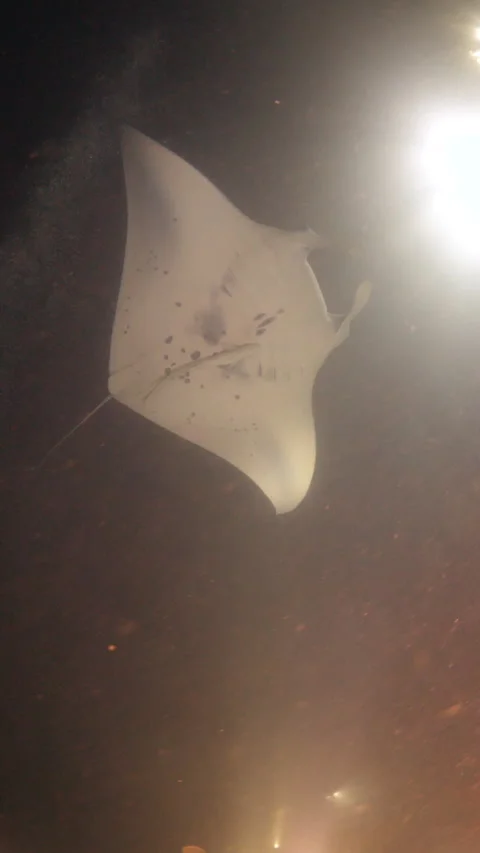 Mantas During a Night Dive Stock Footage 303477159