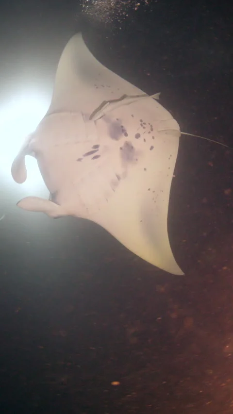 Mantas During a Night Dive Stock Footage 303477433