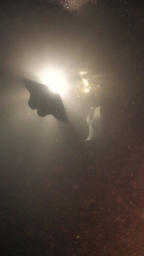 Mantas During a Night Dive Stock Footage 303478206