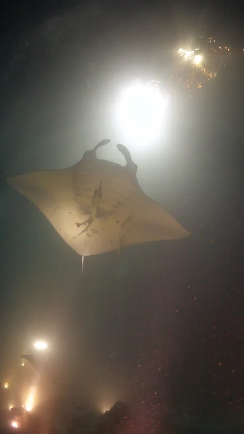 Mantas During a Night Dive Stock Footage 303481987