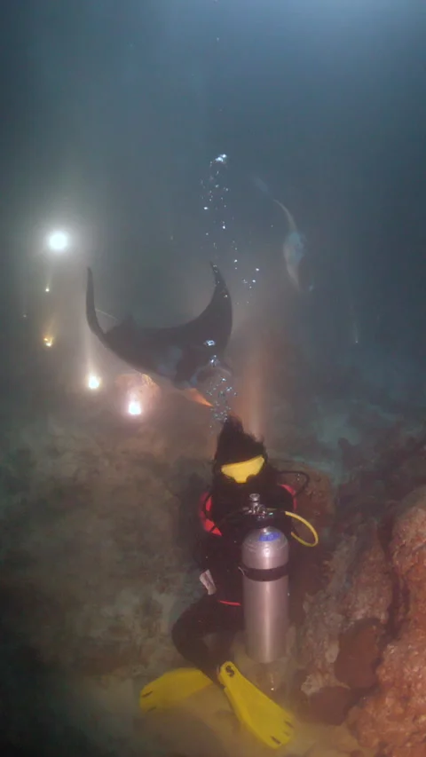 Mantas During a Night Dive Stock Footage 303482266