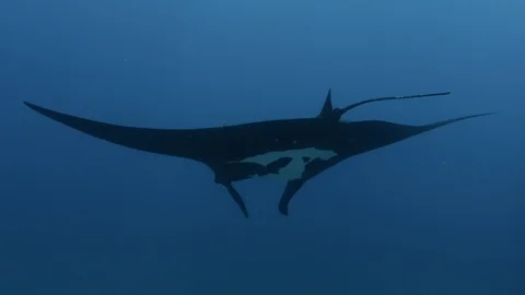Mantas at the sea of Cortés Видео 101421591