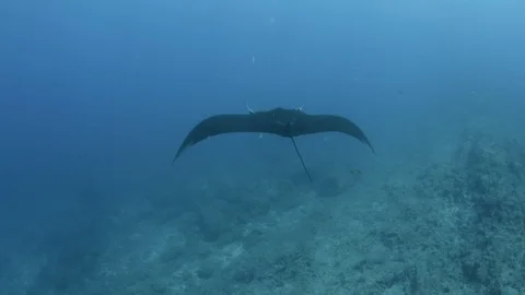 Mantas at the sea of Cortés 库存影片 101421811