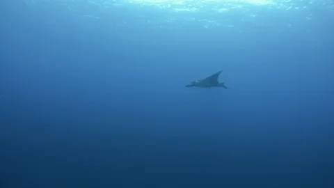 Mantas at the sea of Cortés Stock Footage 101423421