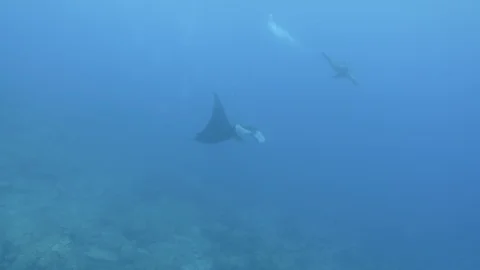 Mantas at the sea of Cortés Stockbeeldmateriaal 101424093