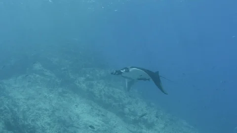 Mantas at the sea of Cortés Stock Footage 101424206