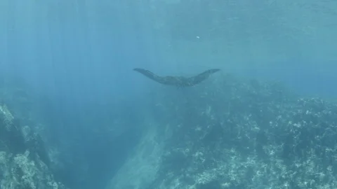 Mantas at the sea of Cortés 库存影片 101424238