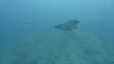 Mantas at the sea of Cortés Vidéo 101424454