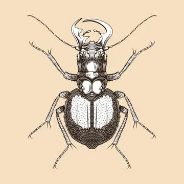 Manticora Herculena illustration vector flat design Stock Illustration