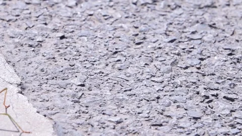 Mantid, Mantidae, Mantis Video stock 335276625