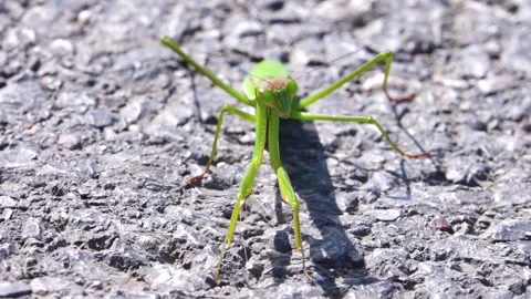 Mantid, Mantidae, Mantis Video stock 335276628