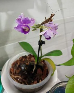 Mantide sull'orchidea Stock Photos