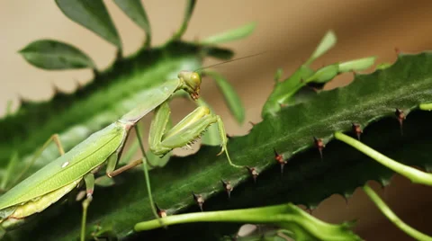 Mantis 10 Stock Footage 36940649