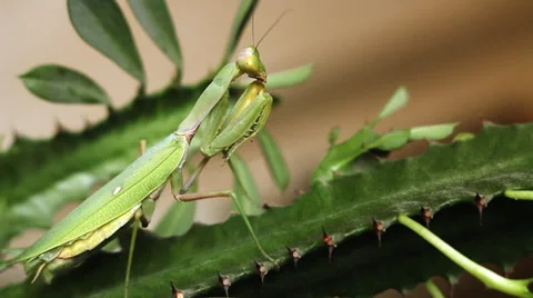 Mantis 11 Stock Footage 36940640