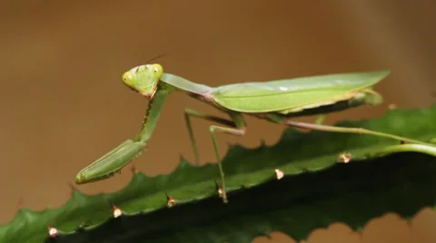 Mantis 2 Stock Footage 36938854