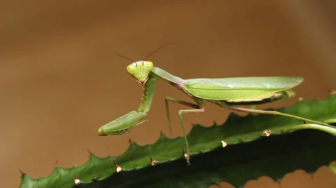 Mantis 3 Stock Footage 36939181