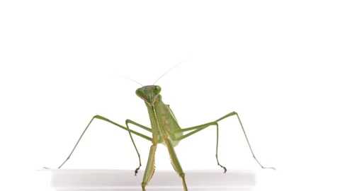 Mantis 4K slow motion video on white background. Stock Footage 197449333