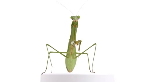 Mantis 4K slow motion video on white background. Stock Footage 206974602