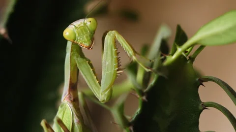 Mantis 5 Video stock 36938895