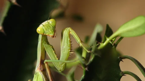 Mantis 6 Stock Footage 36939250
