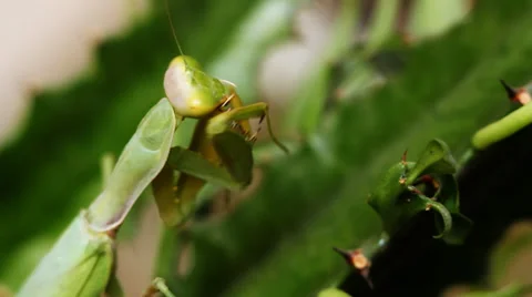Mantis 8 Stock-Footage 36939607