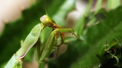 Mantis 9 Video stock 36940076