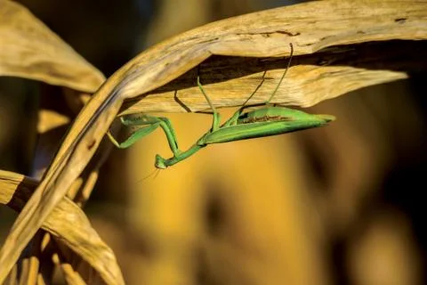 Mantis and corn Foto stock