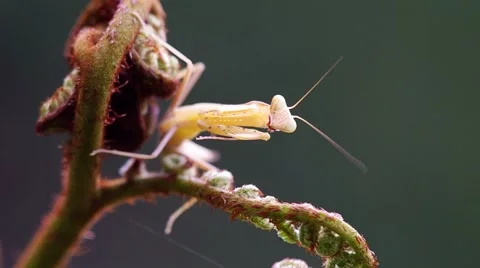 A mantis and its antenna Stock Footage 58091931
