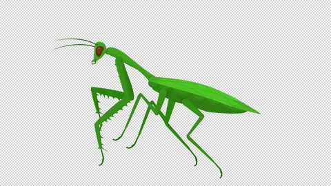 Mantis. Animation of a mantis insect. Cartoon Stock Footage 157686043